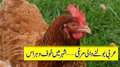 ‘Arabic Talking’ Chicken in Nigeria